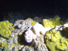 Peltodoris atromaculata