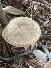 Xerocomellus mendocinensis