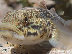 Banded Goby photo 2