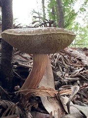 Xerocomellus mendocinensis