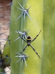 Argiope argentata