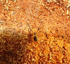 Platnickina tincta