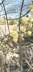 Acacia stenophylla