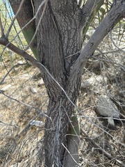 Acacia stenophylla