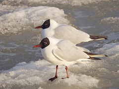 Chroicocephalus ridibundus
