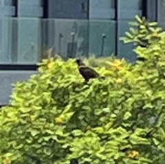 Parabuteo unicinctus