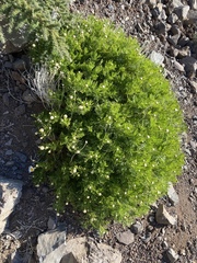 Argyranthemum haouarytheum image