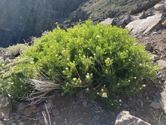 Argyranthemum haouarytheum image