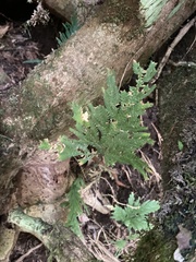 Selaginella delicatula
