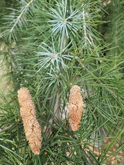 Cedrus deodara