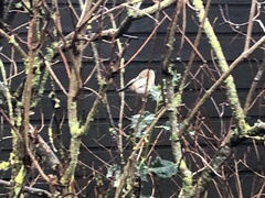 Regulus regulus regulus