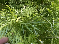 Argyranthemum haouarytheum image