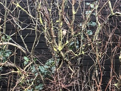 Regulus regulus regulus