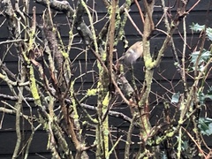 Regulus regulus regulus