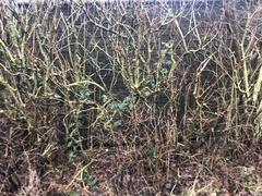 Regulus regulus regulus