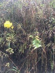 Epidendrum melinanthum