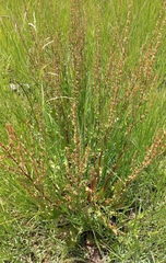 Rumex conglomeratus