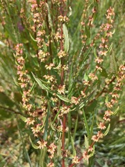 Rumex conglomeratus