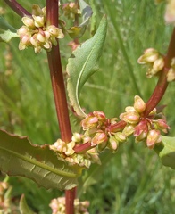 Rumex conglomeratus