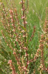 Rumex conglomeratus