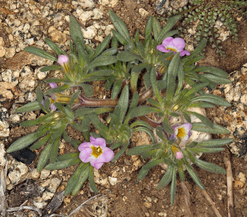 Ground nama (Nama aretioides)