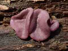 Ascocoryne cylichnium