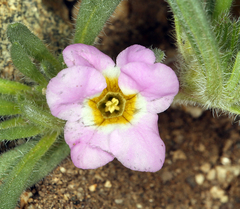 Nama aretioides multiflora