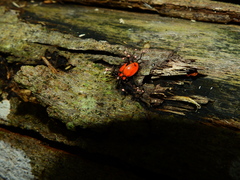 Coleoptera