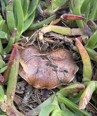 Butyriboletus persolidus