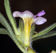 Nama aretioides multiflora