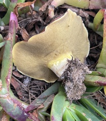 Butyriboletus persolidus