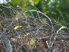 Phylloscopus collybita