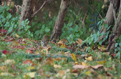 Fringilla coelebs