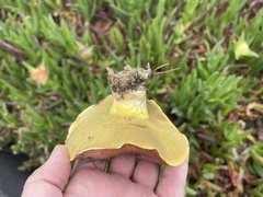Butyriboletus persolidus