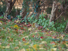 Fringilla coelebs