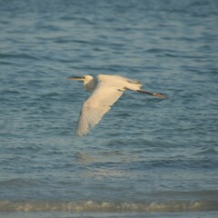 Ardea herodias occidentalis