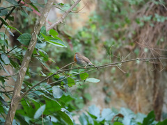 Erithacus rubecula