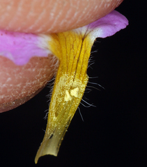 Nama aretioides multiflora