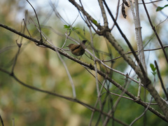 Phylloscopus collybita