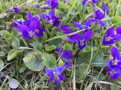Viola odorata
