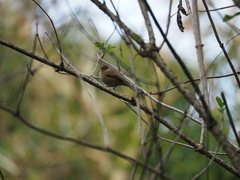 Phylloscopus collybita
