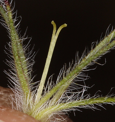 Nama aretioides multiflora