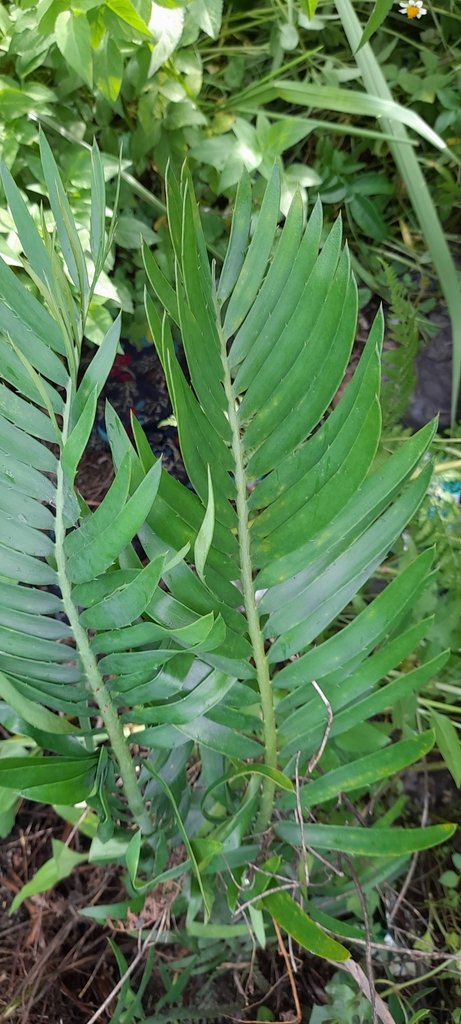Encephalartos schaijesii