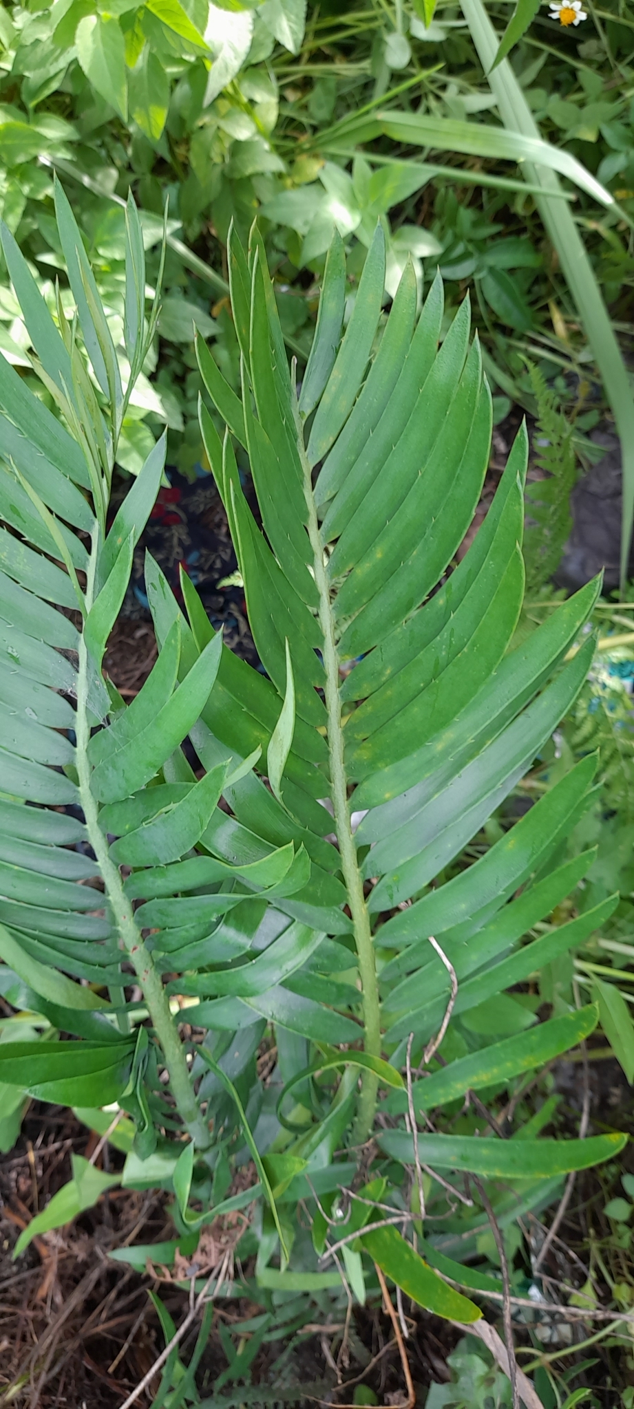 Encephalartos schaijesii