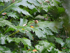 Phylloscopus collybita