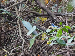 Cyanistes caeruleus