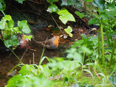 Erithacus rubecula