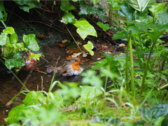 Erithacus rubecula