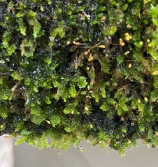 Sematophyllum adnatum