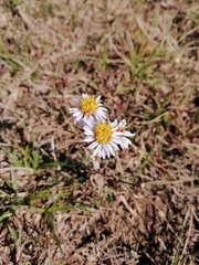 Tripolium pannonicum